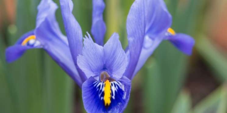 L'iris, la fleur de lys des rois de France L'iris, la fleur de lys des rois de France
